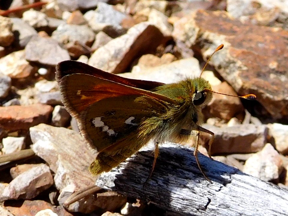 Columbian Skipper, Hesperia columbia