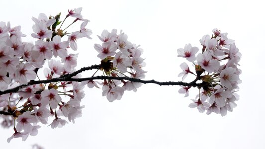 Cherry blossom nature plants