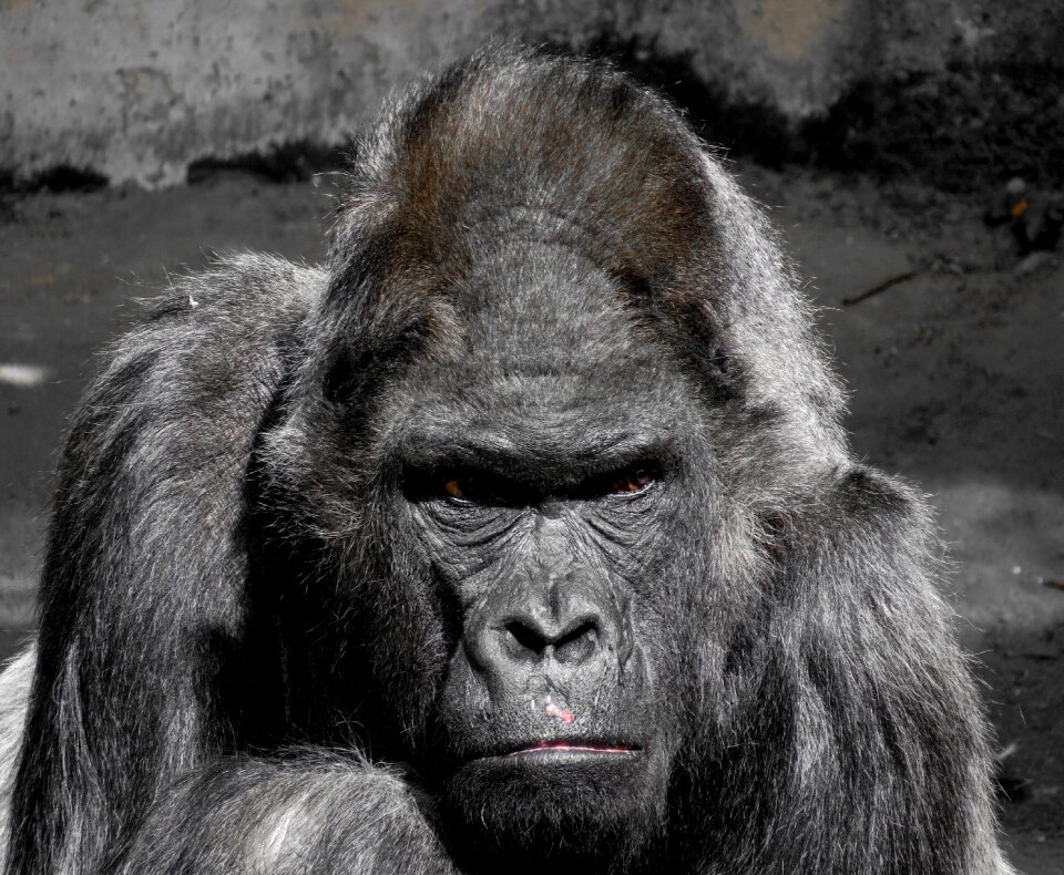 Zoo silverback grim