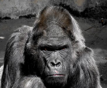Zoo silverback grim