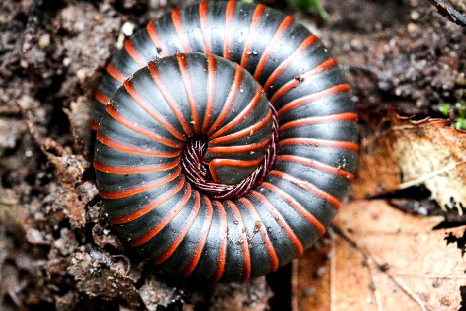 American giant millipede