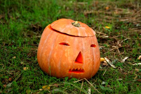 Pumpkin orange forest