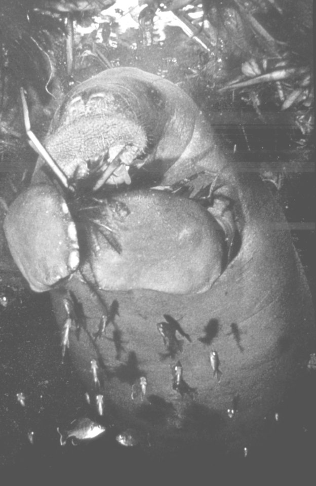 Manatee (1), NPSPhoto, 2002
