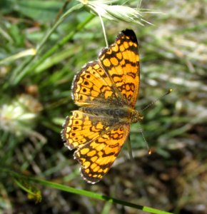 Mylitta Crescent, Phycoides mylitta