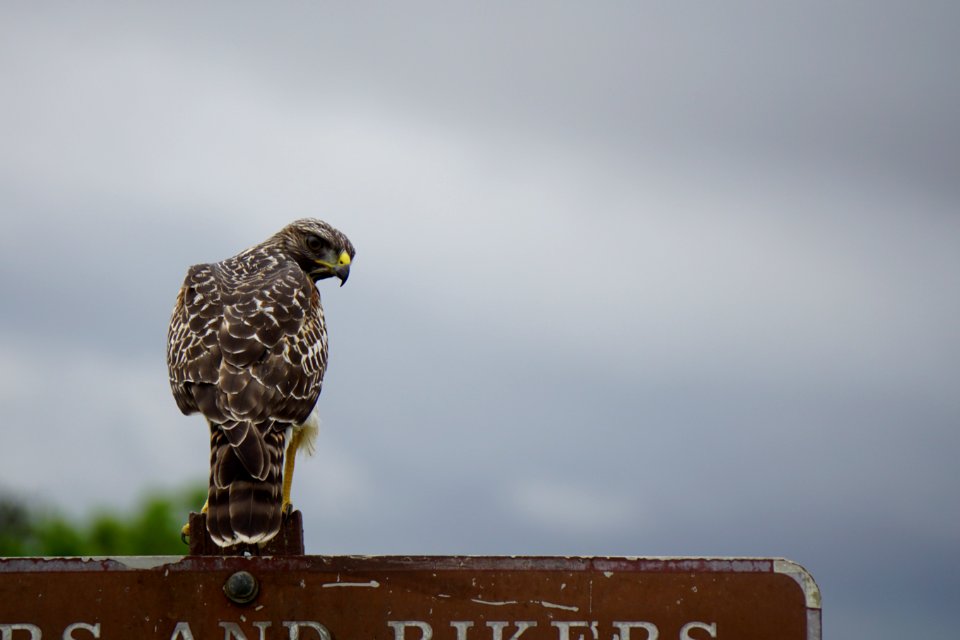 Red-shouldered Hawk at Shark Valley
