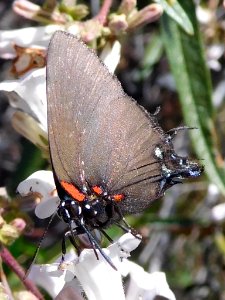 Great Purple Hairstreak, Atlides halesus photo