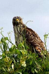 Caught on camera, NPSphoto, G.Gardner