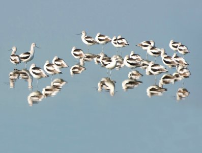 Avocets
