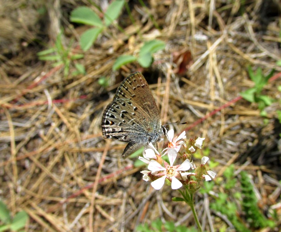 Behr's Hairstreak, Satyrium behrii behrii