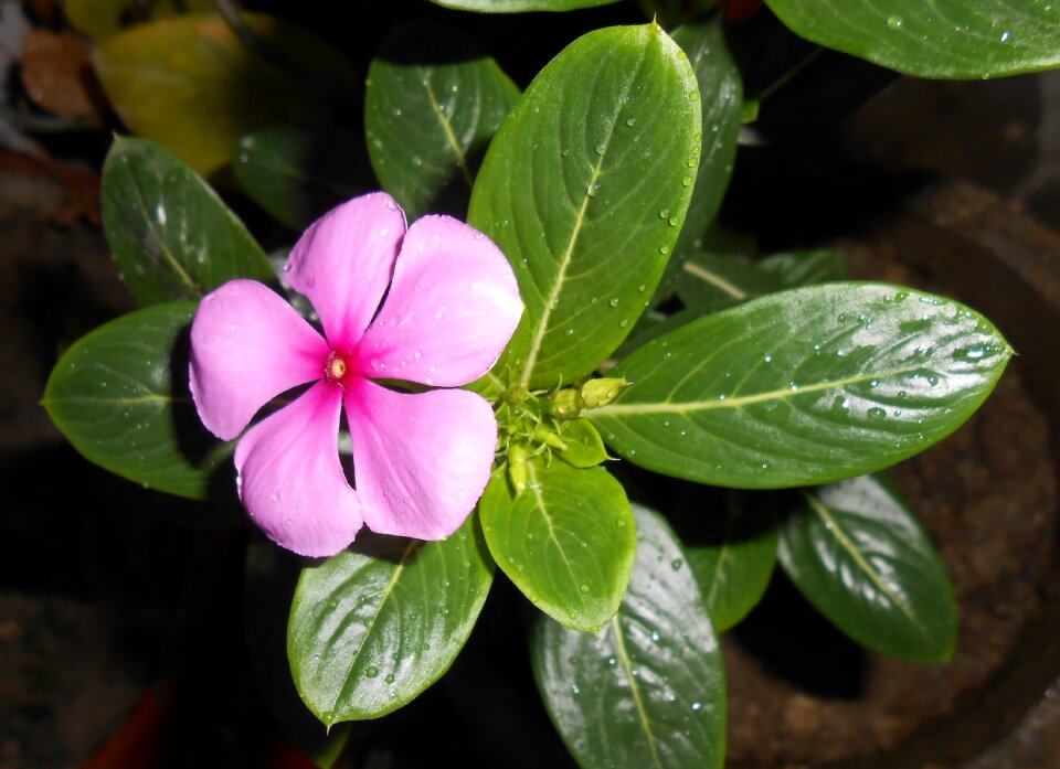 Indian medicinal plant indian medicinal