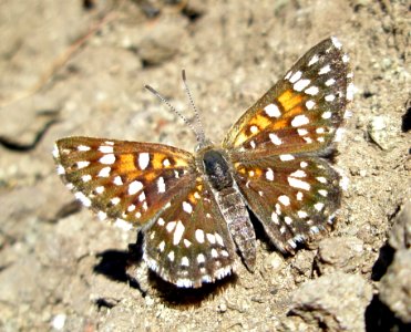 Mormon Metalmark
