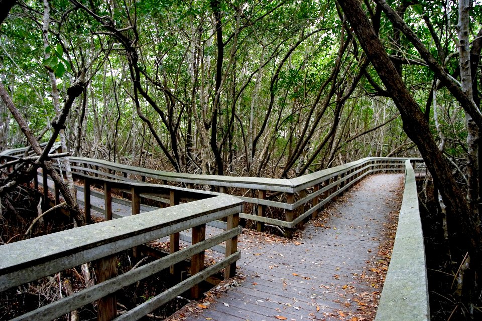 Bobcat  Boardwalk, NPSphoto