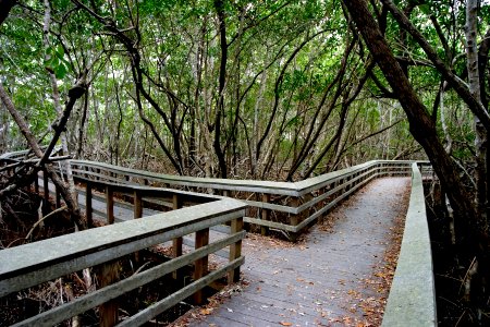 Bobcat  Boardwalk, NPSphoto