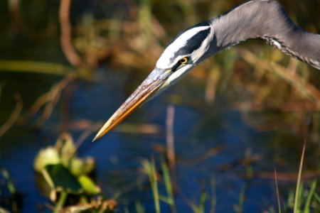 Close-up Great Blue Heron photo