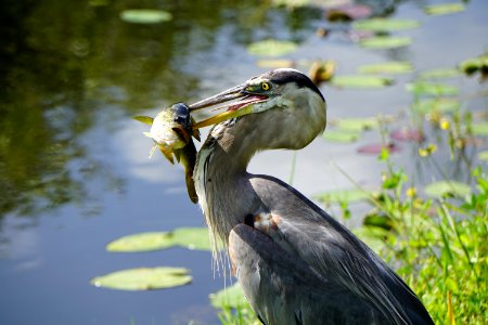 Great Blue Heron with Fish photo