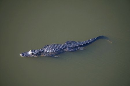 Alligator Swimming at Shark Valley