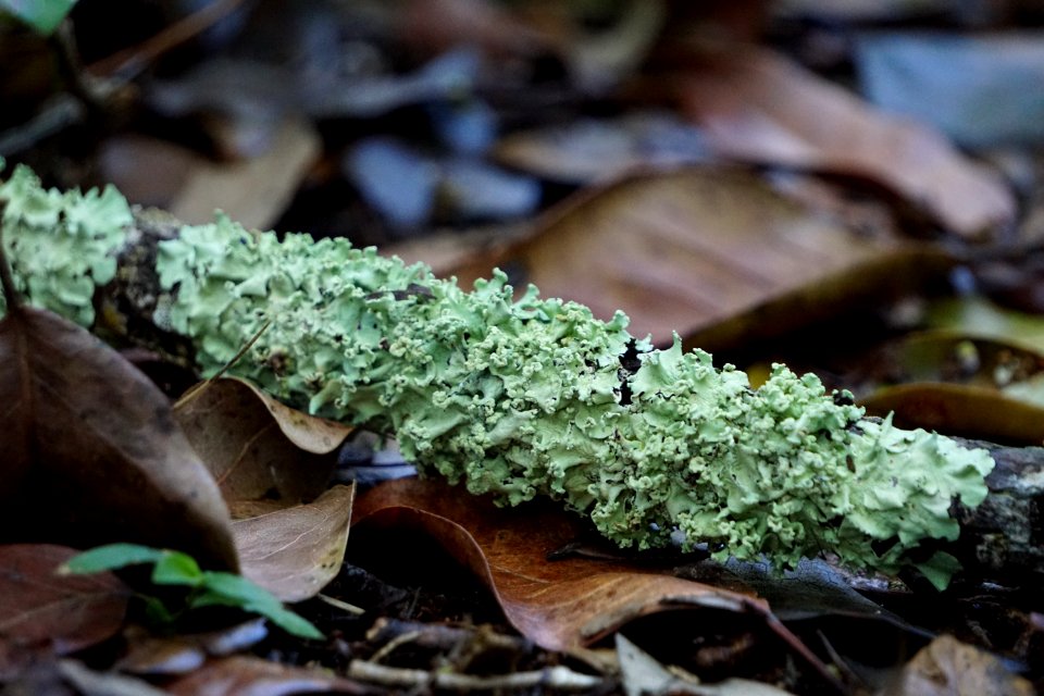 Parmotrema praesorediosum, Leafy Lichen on 3-in-1 Trail