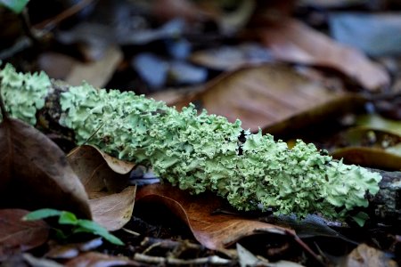 Parmotrema praesorediosum, Leafy Lichen on 3-in-1 Trail