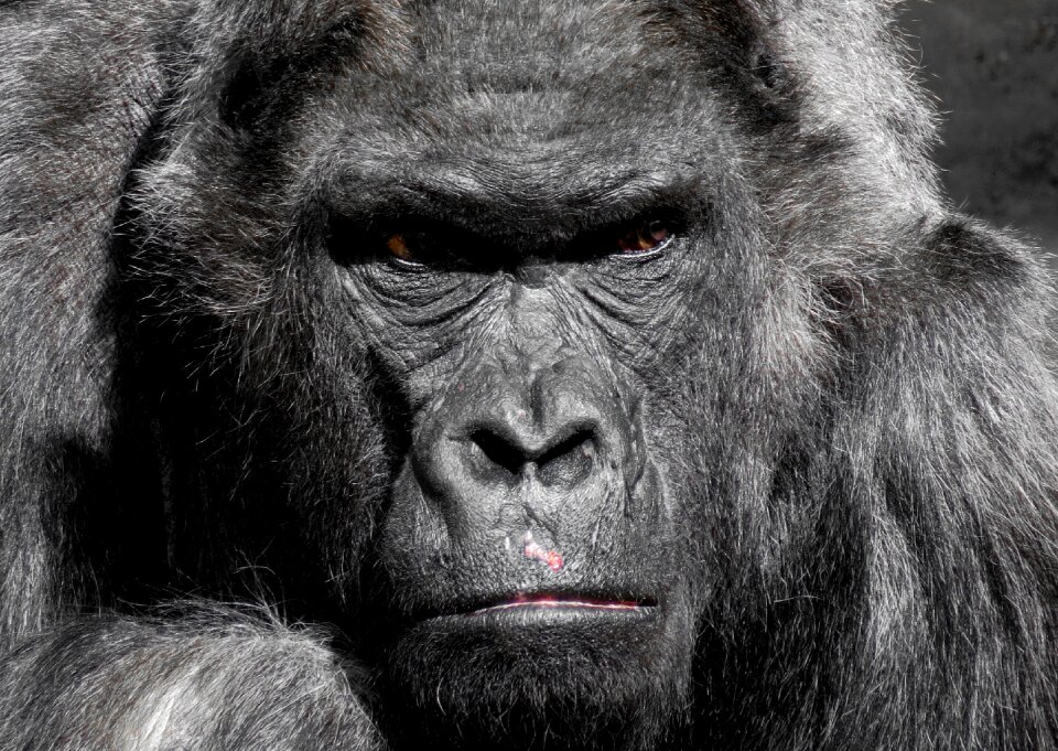Zoo silverback grim