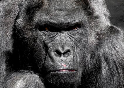 Zoo silverback grim