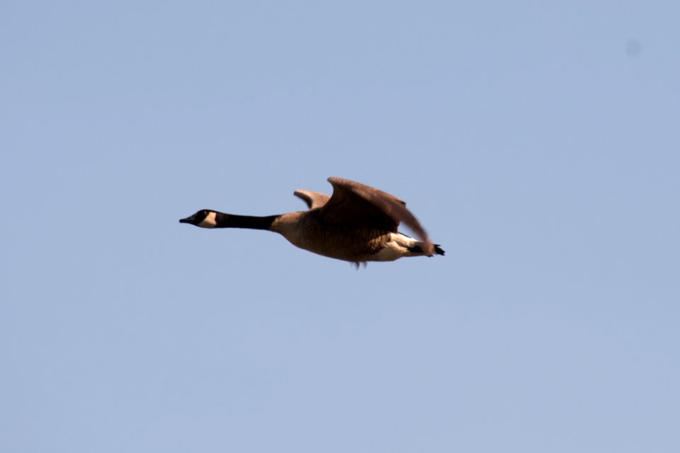 Canada Goose 05-11-2018 01