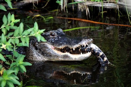 Alligator Eating Juvenile Gator photo