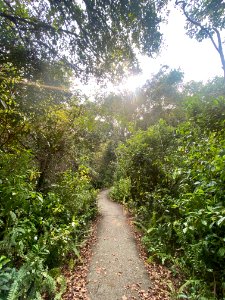 Gumbo Limbo Trail