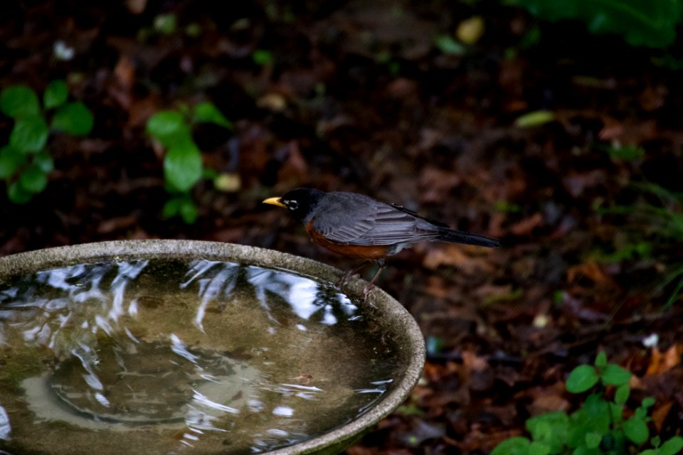 American Robin 8624
