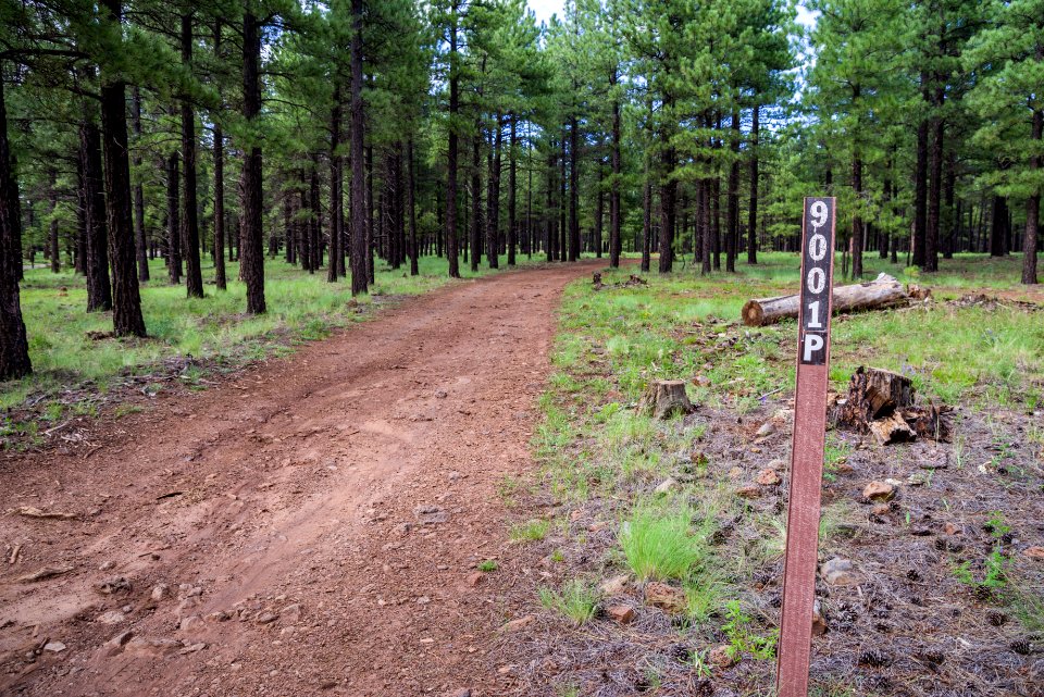 Wing Mountain Camping Area: FR 9001P