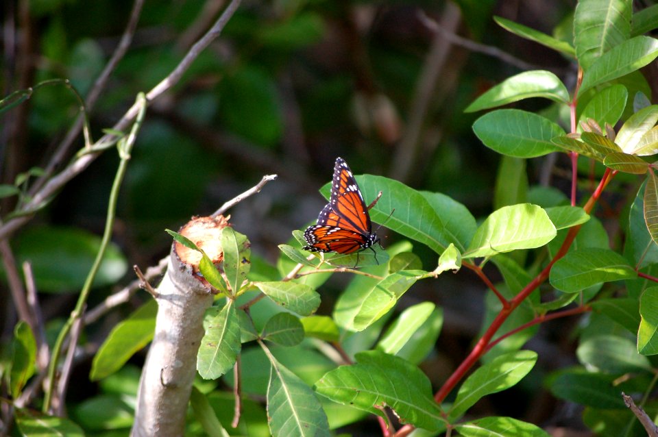 Viceroy, NPSphoto.jpg
