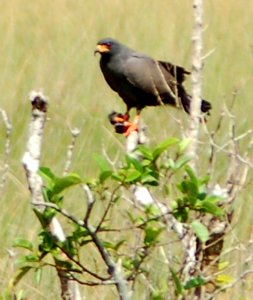 Snail Kite, NPSphotos.jpg