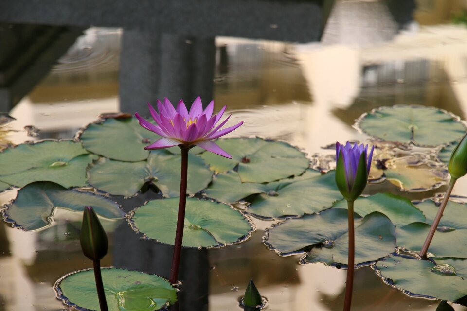 Flower plant purple