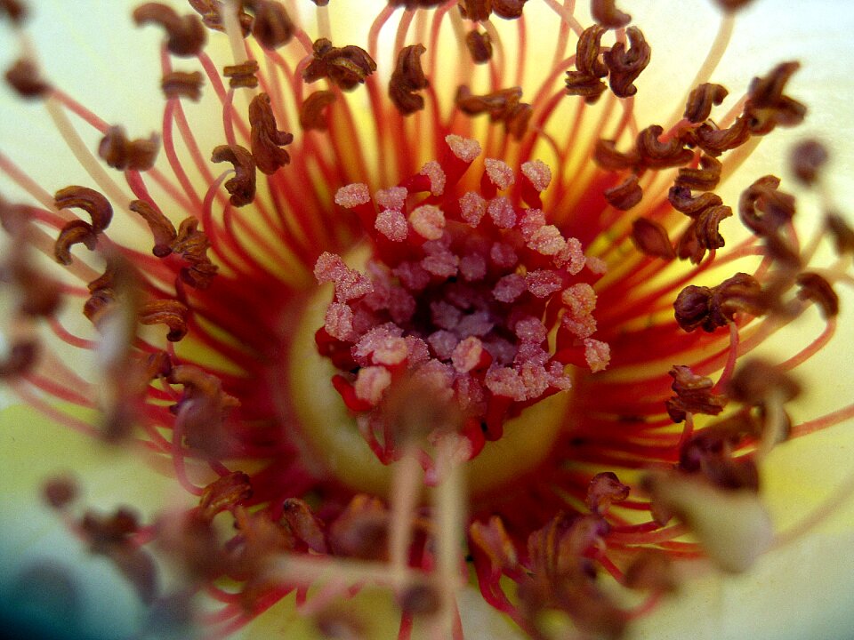 Spring rose pistil