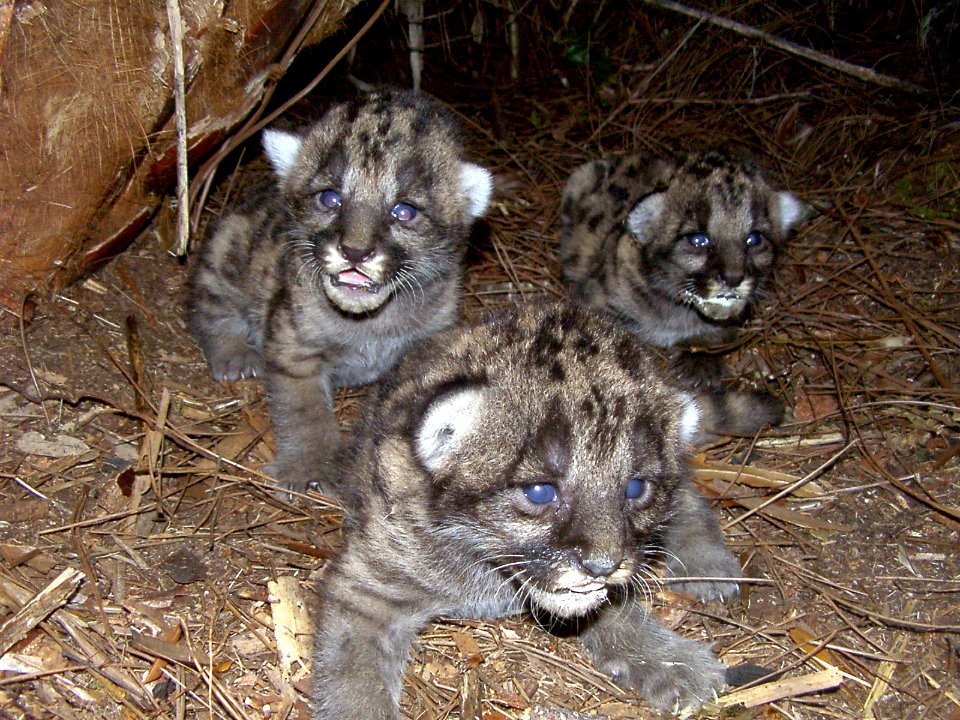 Florida Panther Kittens in Den photo
