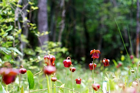 Mountain sweet pitcher plant patch in Butt CPA