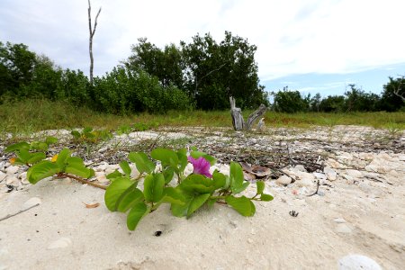 NPSPhoto M.Collier 2019 CS BeachClean BeachMorningGlory (2)