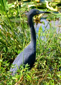 Little Blue Heron, NPSphoto, S. Zenner