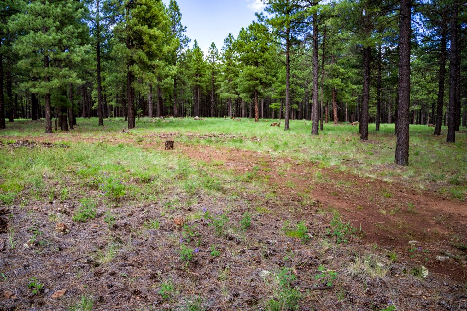 Wing Mountain Camping Area: FR 9001P