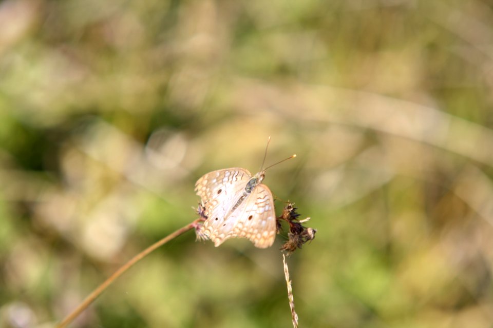 White Peacock Butterfly