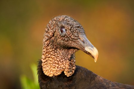 Black vulture photo