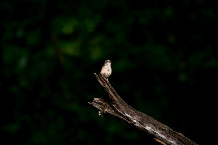 Carolina Wren 8805