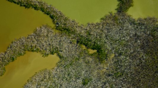 Mangrove Ecosystem Post-Hurricane Irma (2017) photo