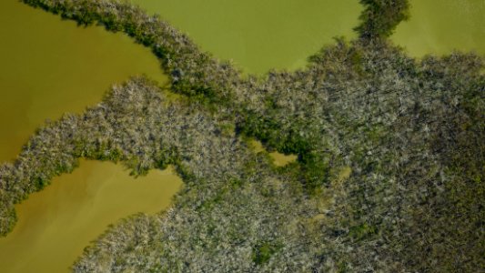 Mangrove Ecosystem Post-Hurricane Irma (2017)