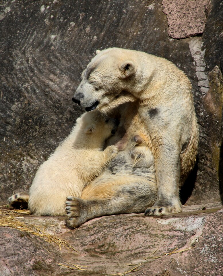 Young animal young tiergarten