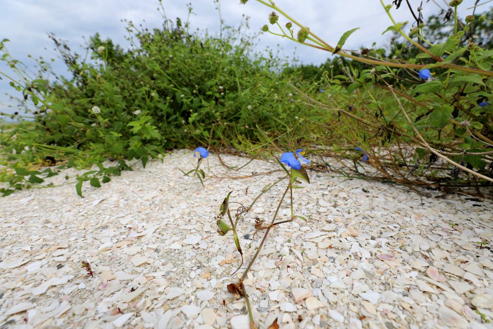 NPSPhoto M.Collier 2019 CS BeachClean WhitemouthDayflower