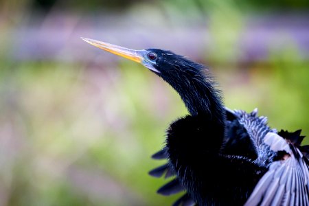 Male Anhinga