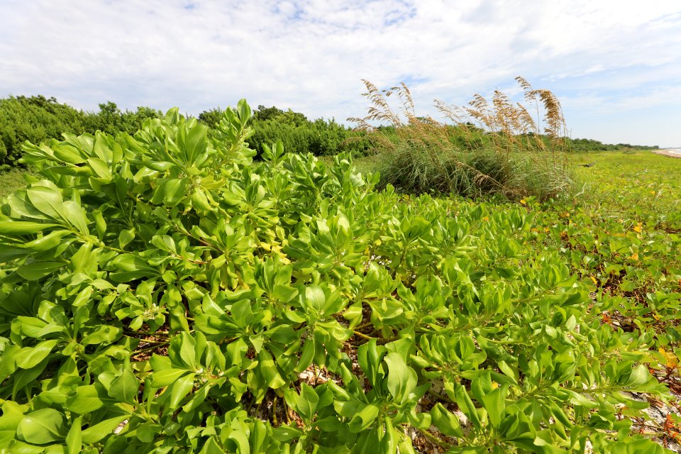 NPSPhoto M.Collier 2019 CS BeachClean BeachNaupaka(11)