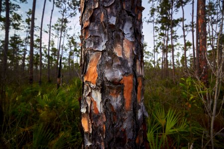 Pine Tree Bark photo