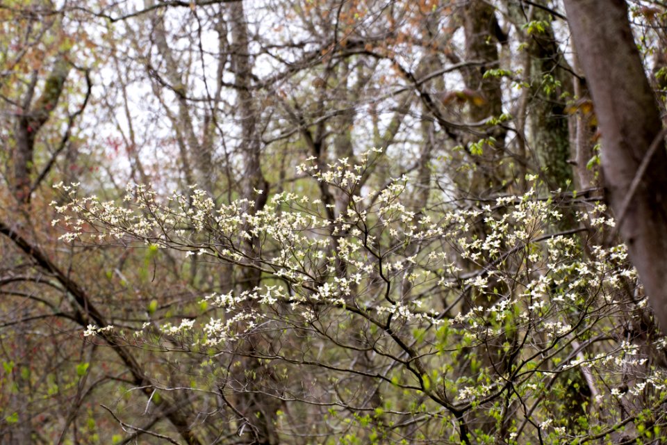 2018 Walk for the Woods Bacon Ridge Natural Area 249