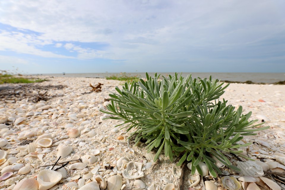 NPSPhoto M.Collier 2019 CS BeachClean EastCape SeaLavender (1)